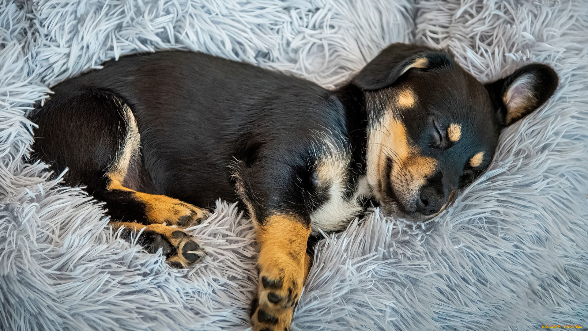 животные, собаки, собака