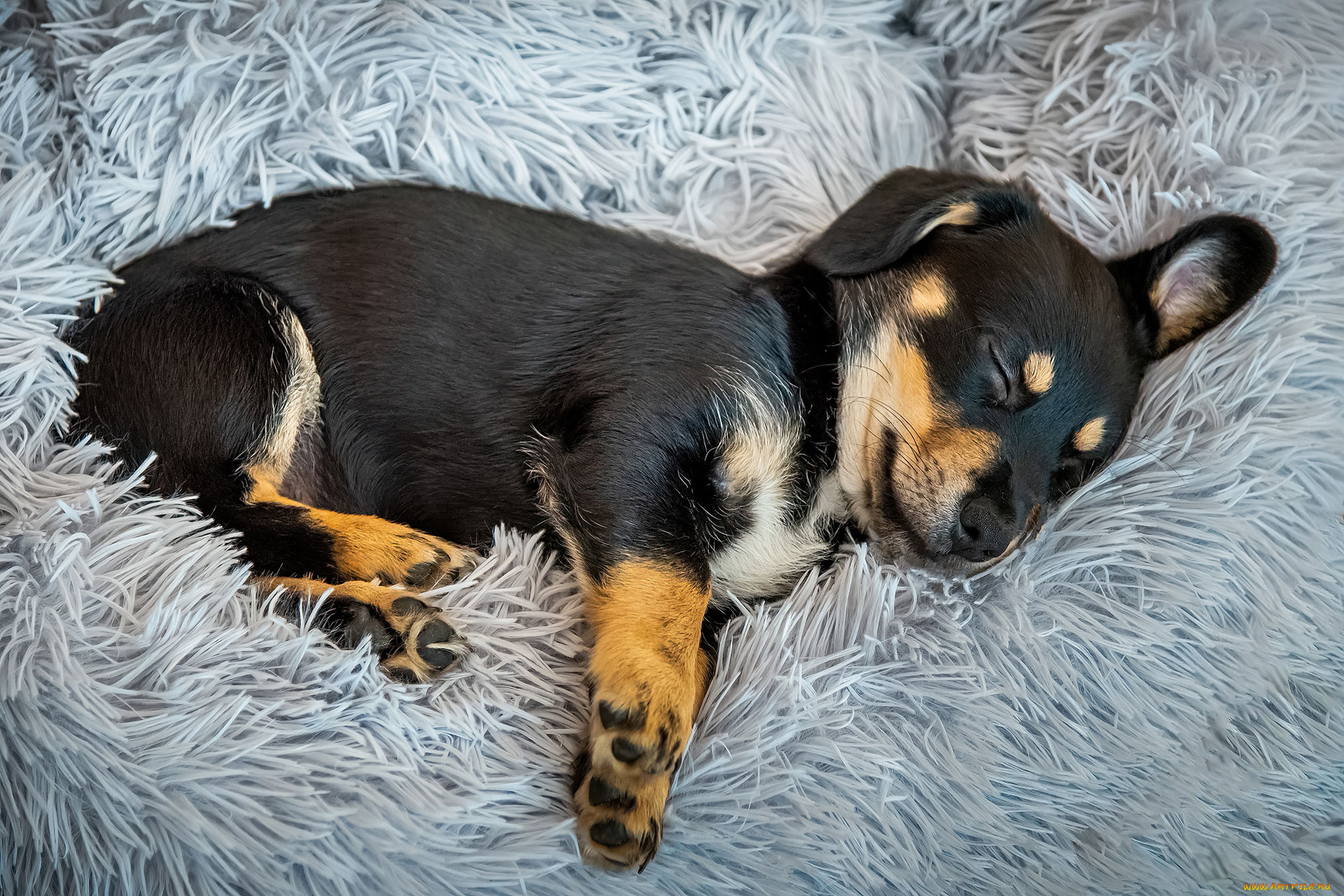 животные, собаки, собака