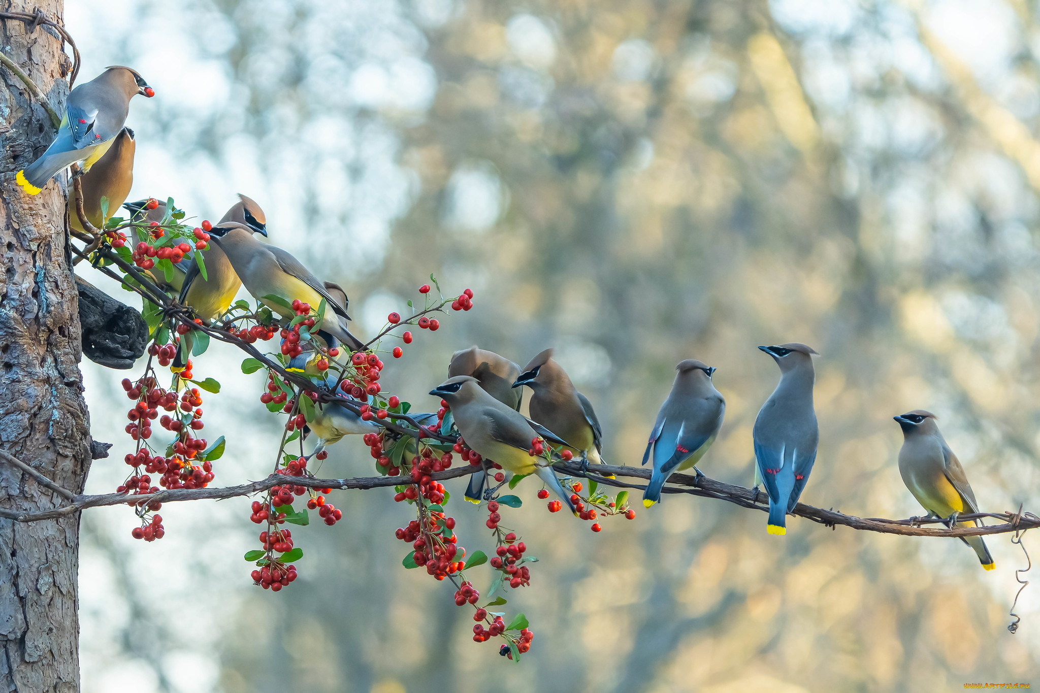 животные, птицы