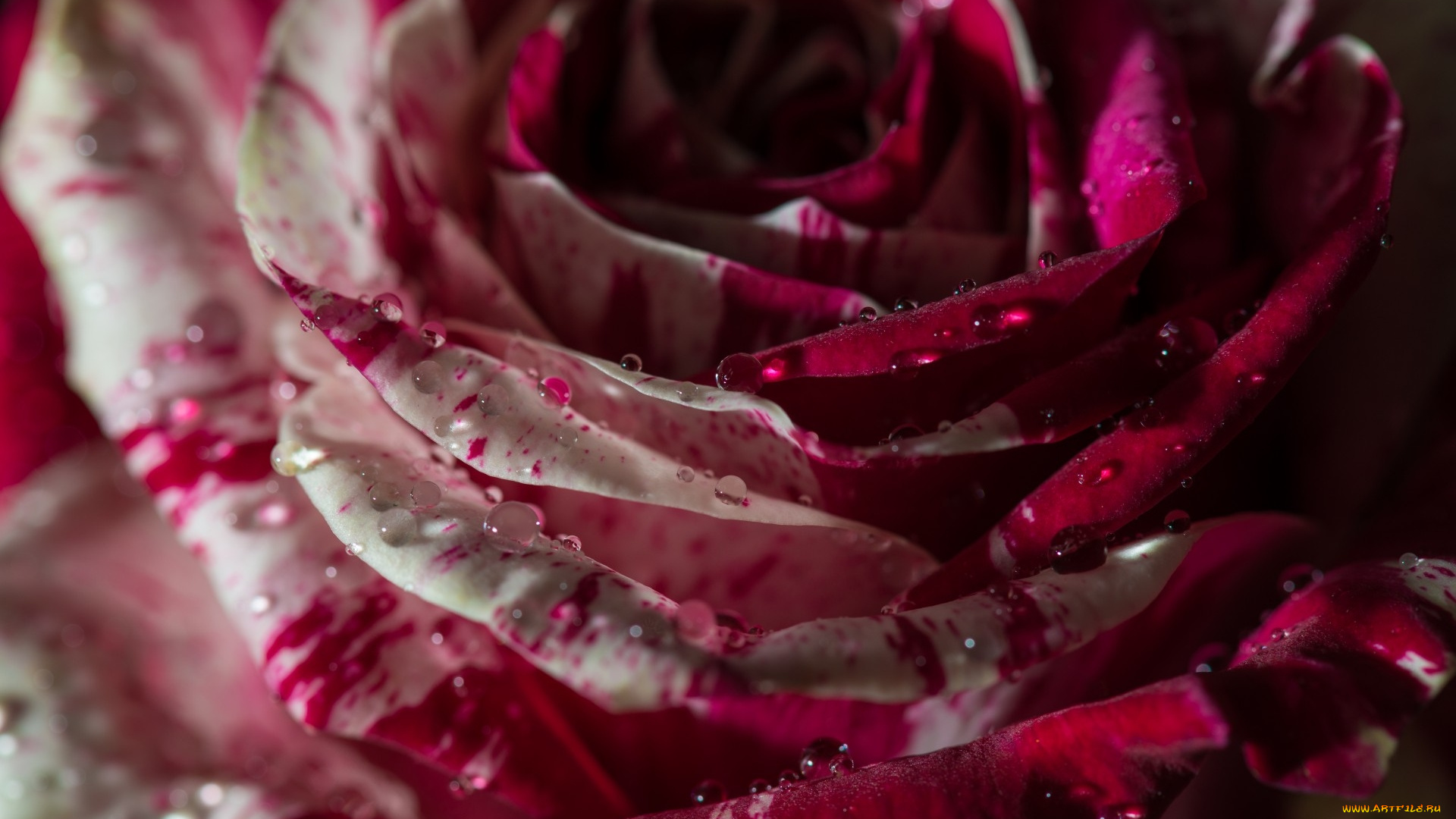 цветы, розы, капли, роза, макро