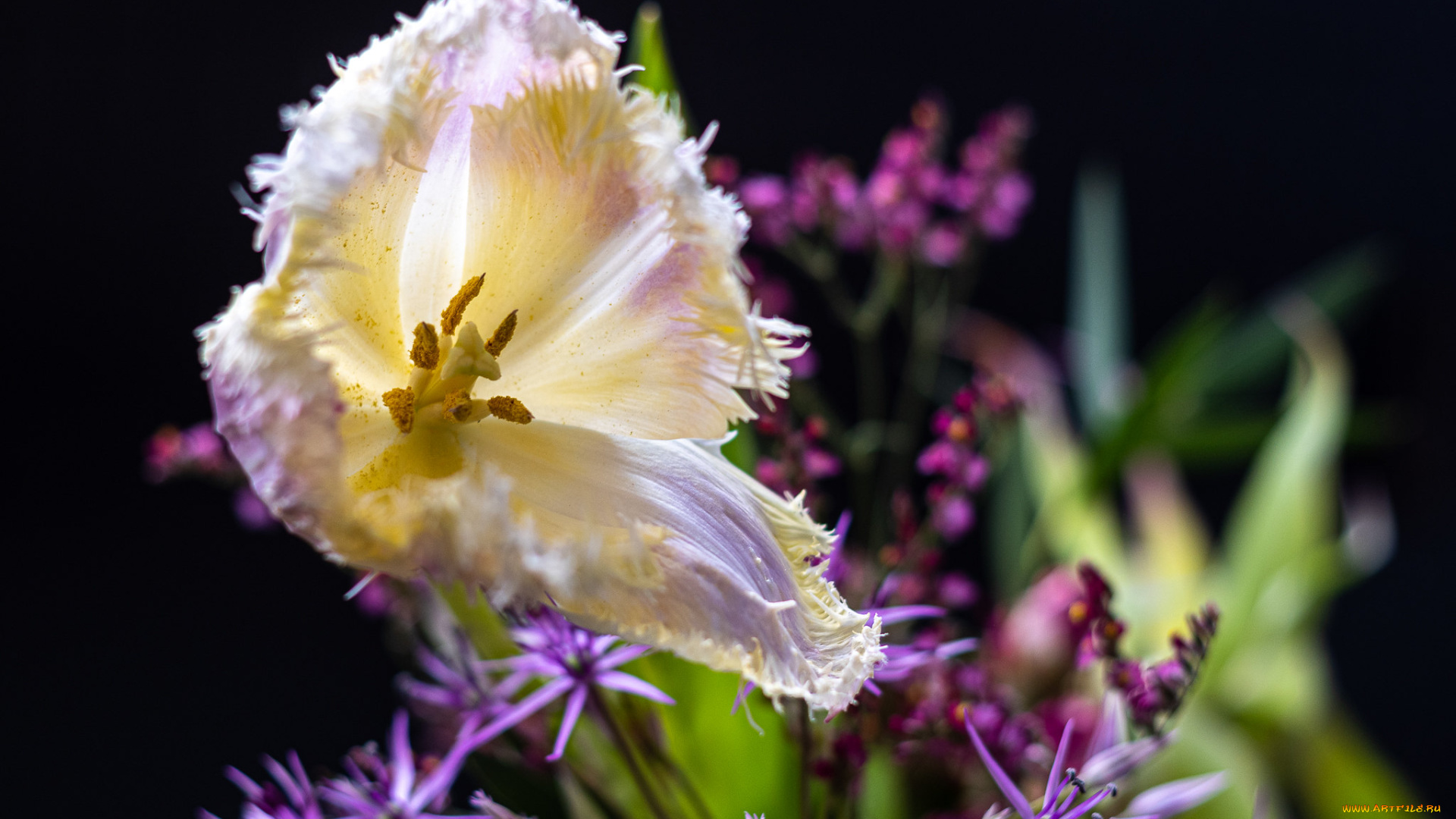 цветы, тюльпаны