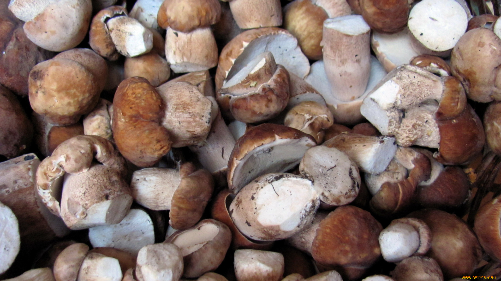 еда, грибы, , грибные, блюда, боровики, много