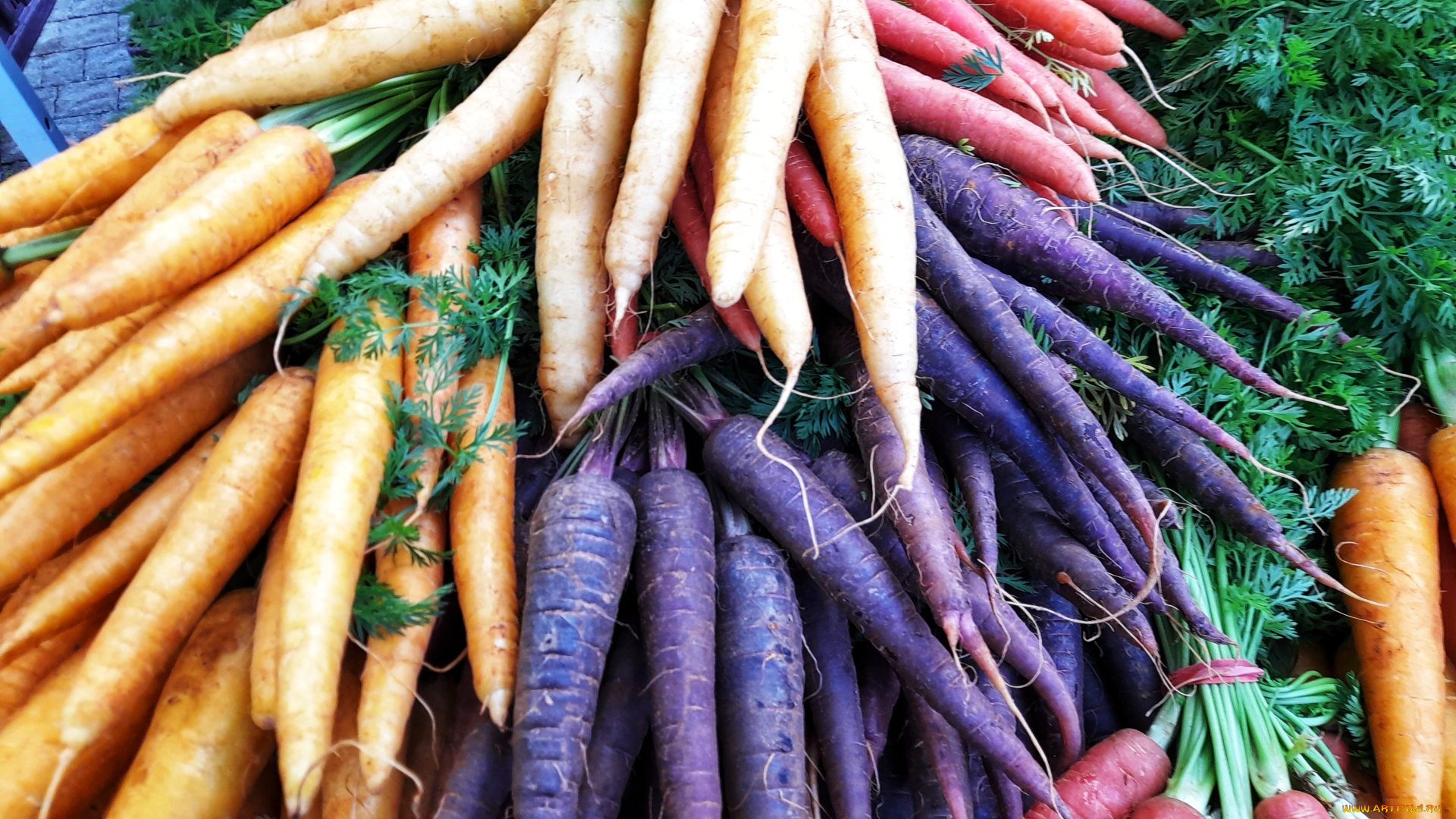 еда, морковь, корнеплоды, свежая, разноцветная