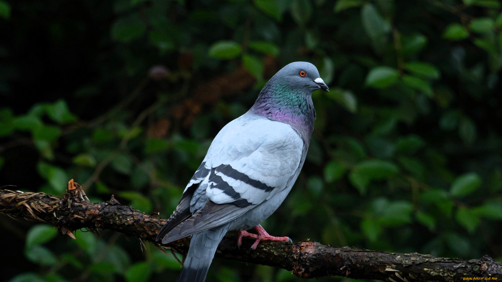 животные, голуби, голубь, ветка, кусты, листья