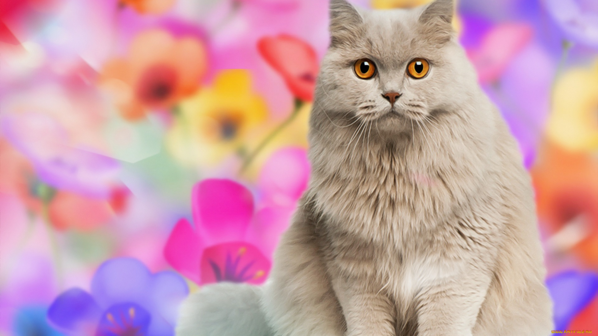 животные, коты, кот, кошка