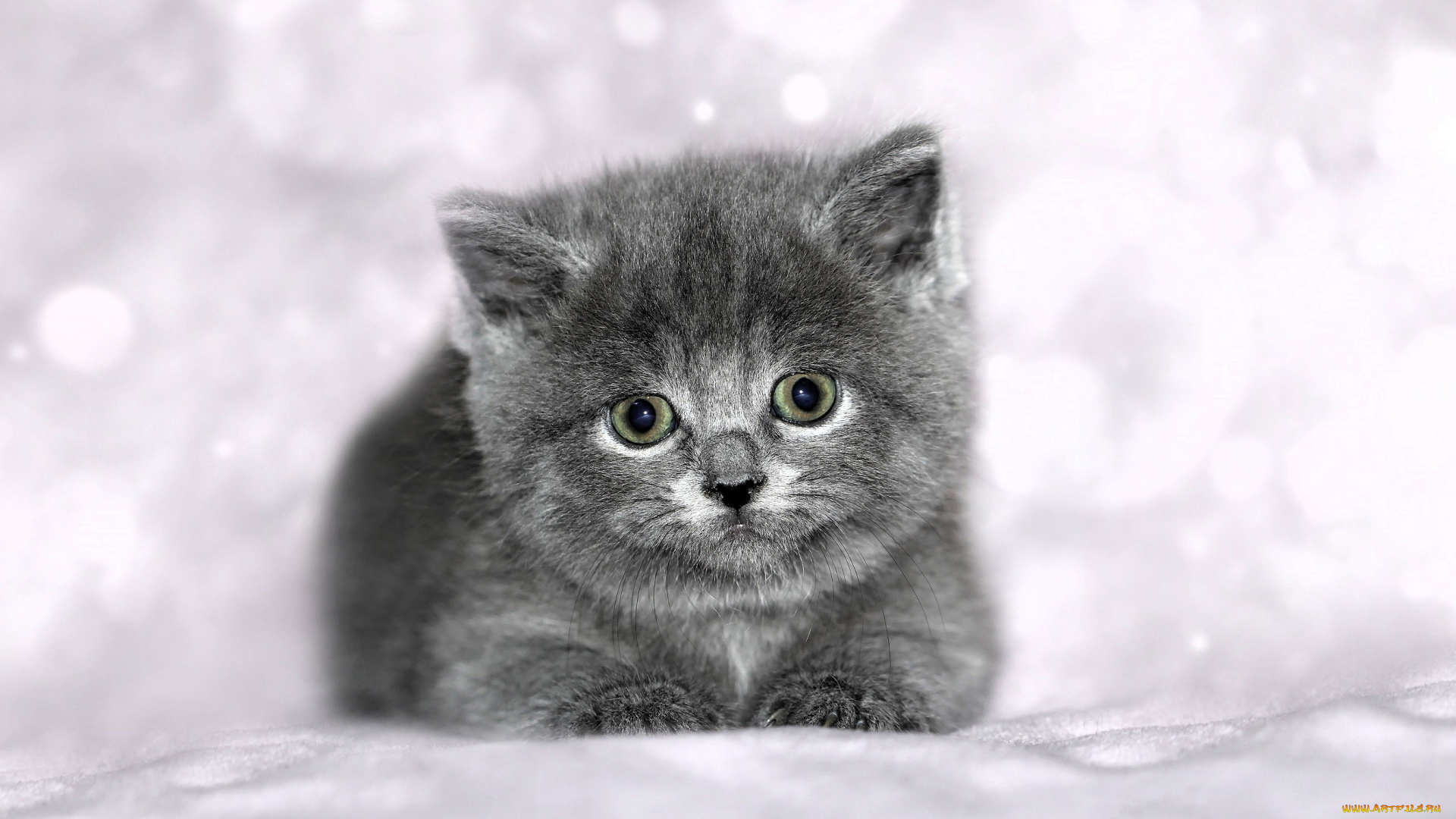 животные, коты, котенок, серый, снег