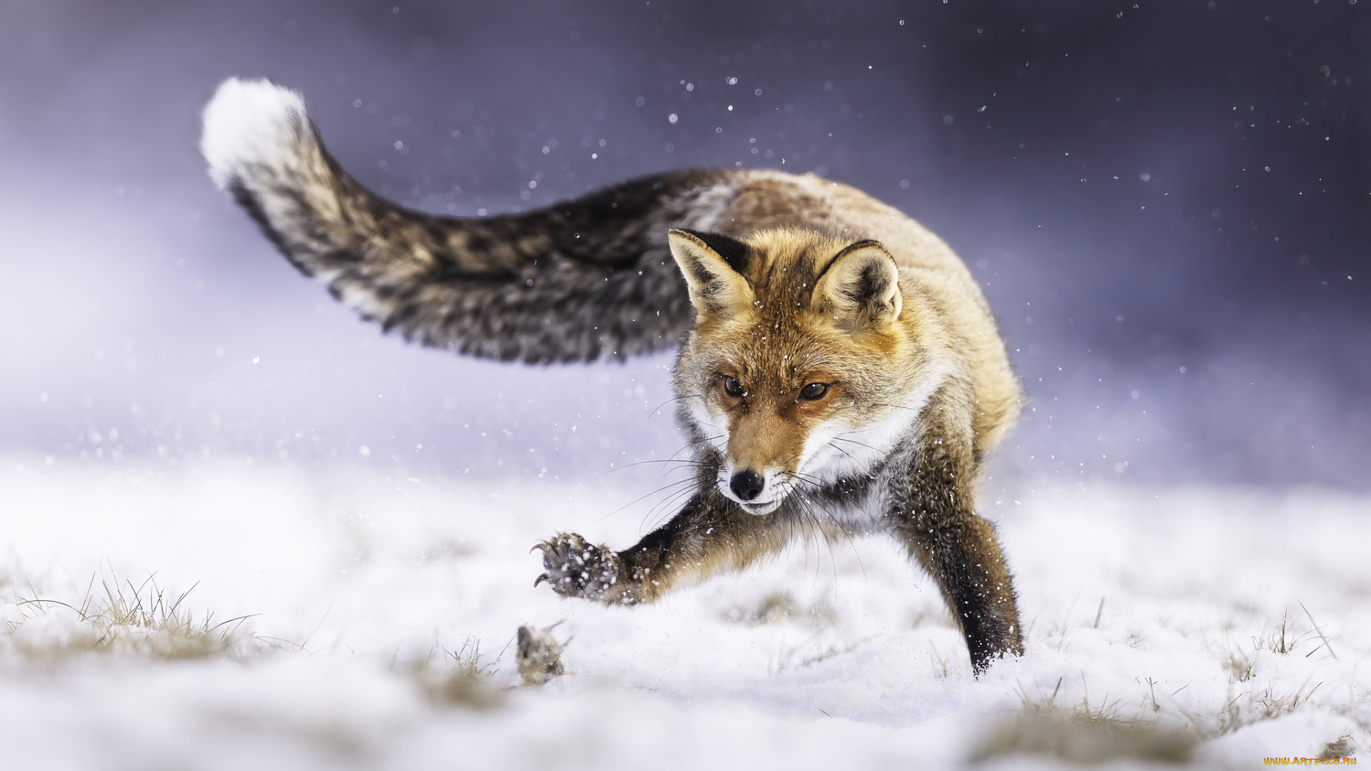 животные, лисы, лиса