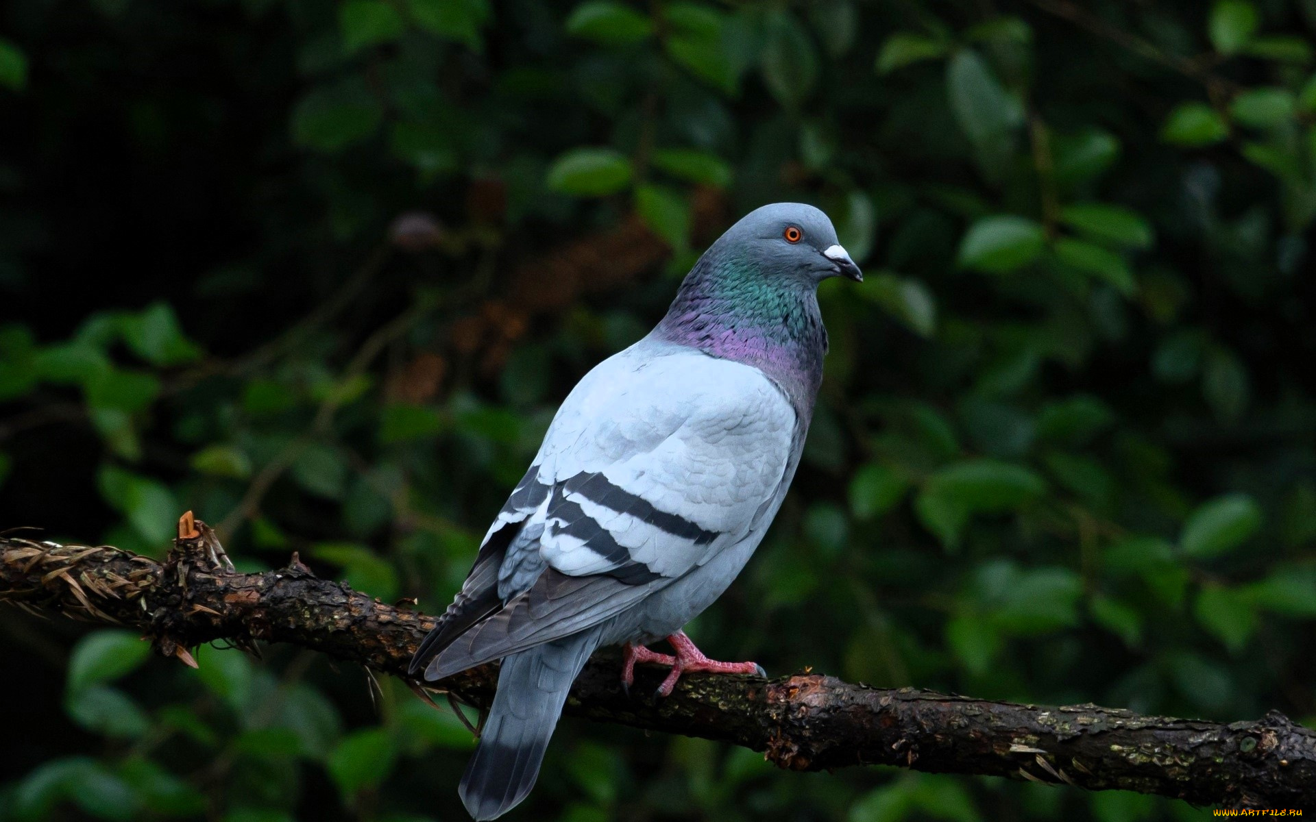 животные, голуби, голубь, ветка, кусты, листья