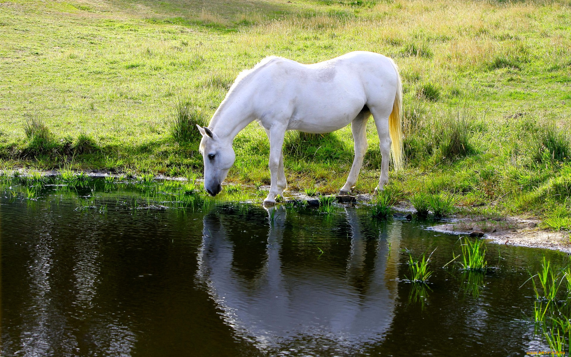 животные, лошади, лошадь, белая, лужайка, озеро