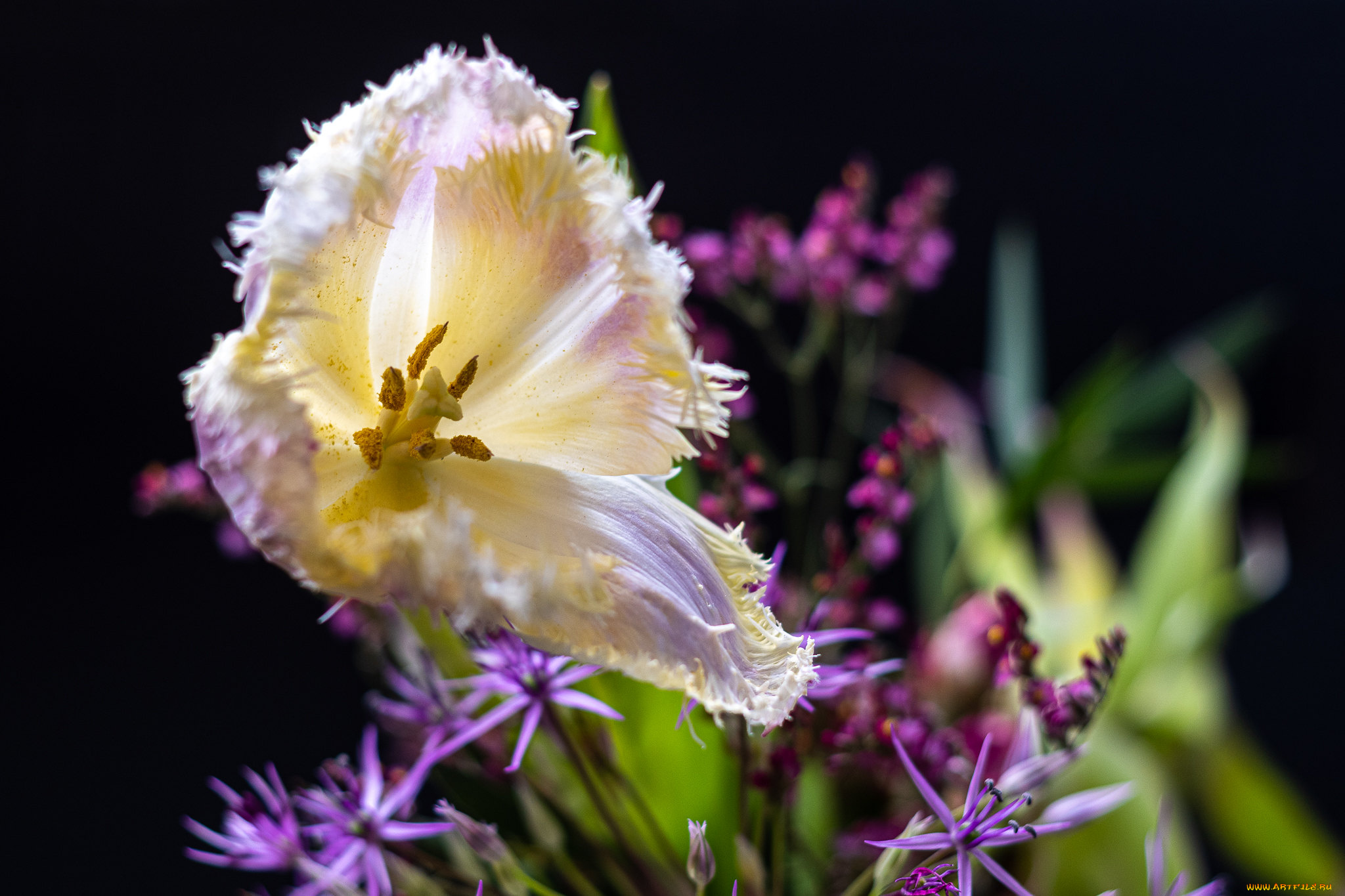 цветы, тюльпаны