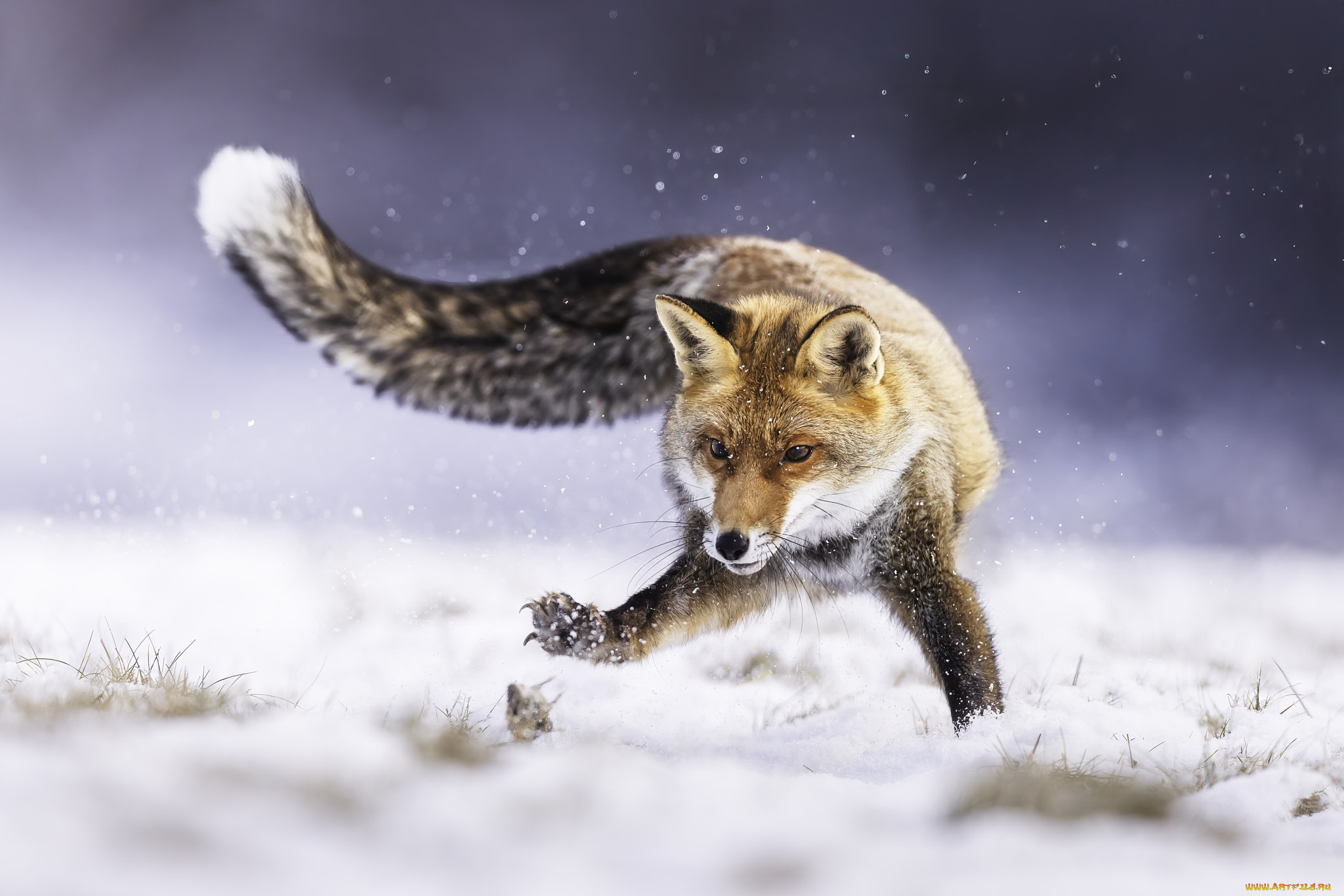 животные, лисы, лиса