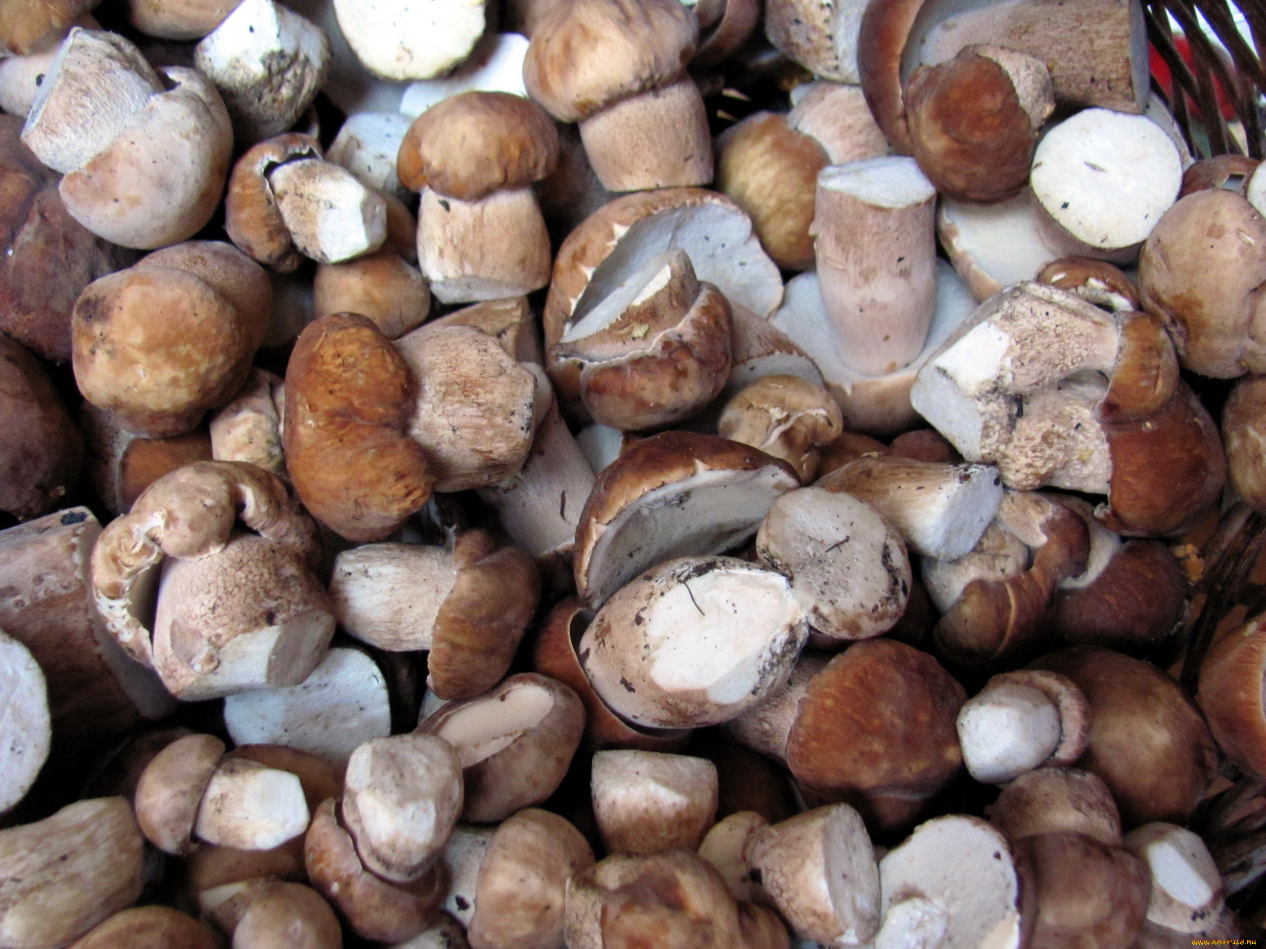 еда, грибы, , грибные, блюда, боровики, много