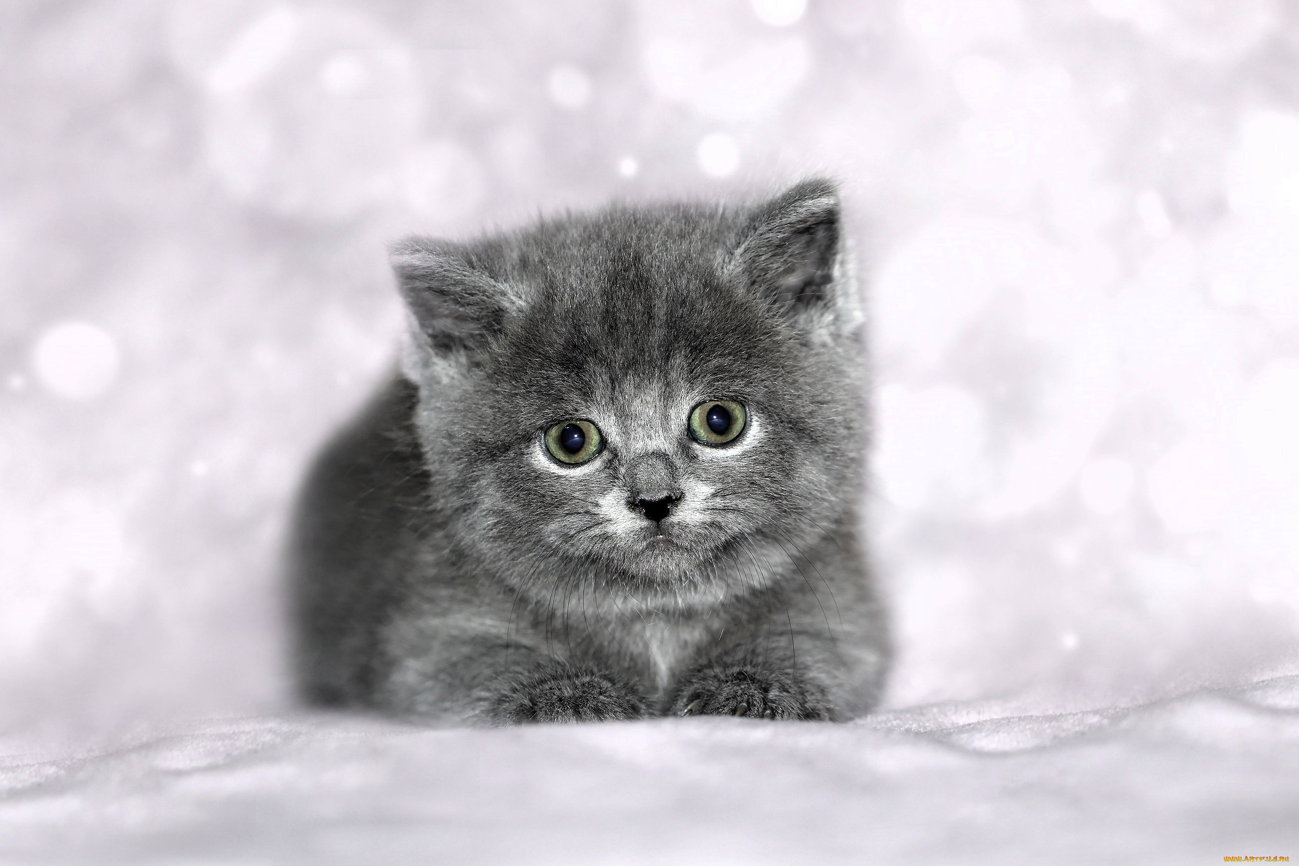 животные, коты, котенок, серый, снег