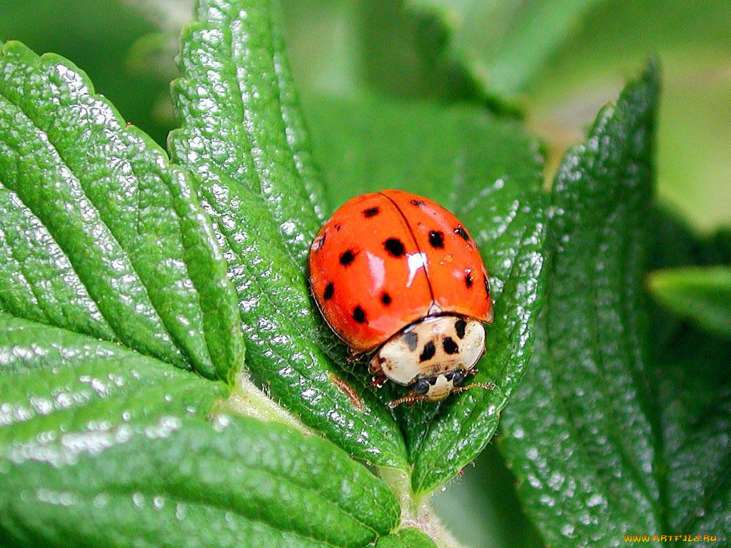 животные, божьи, коровки