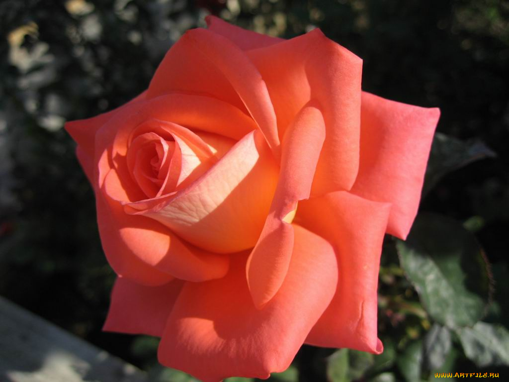 цветы, розы