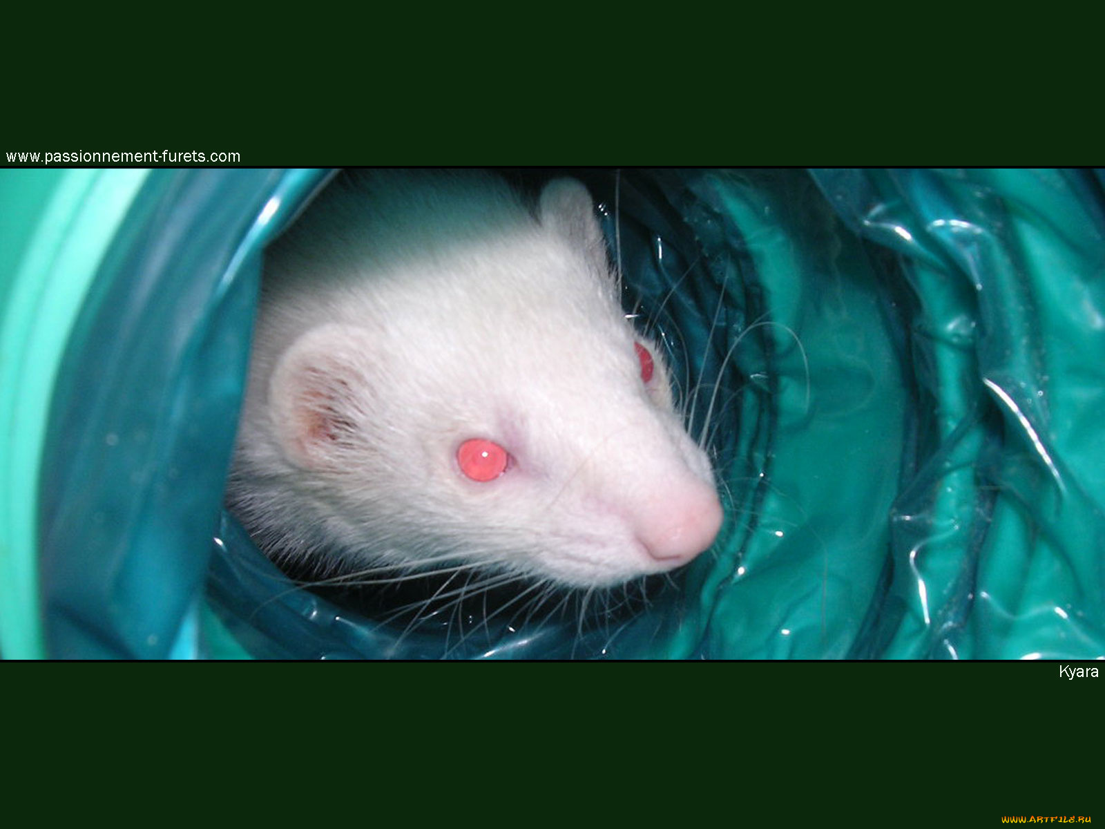 животные, крысы, мыши