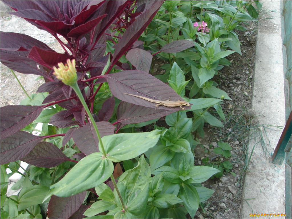 цветы, цинния