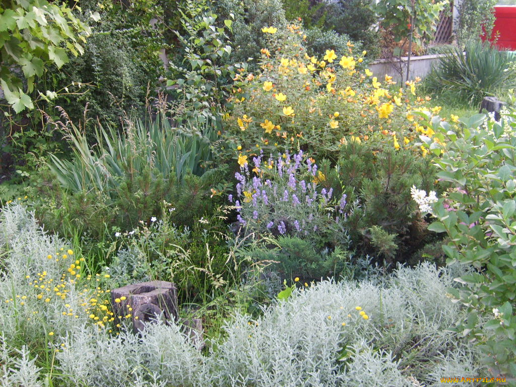 цветы, разные, вместе