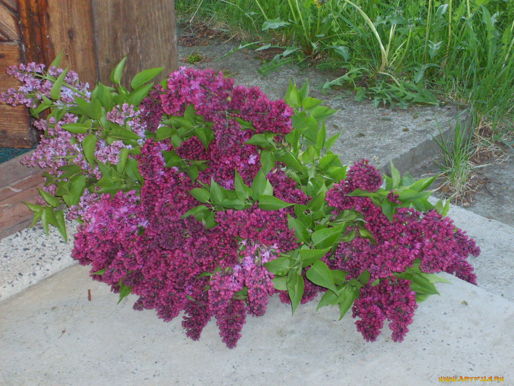 цветы, сирень