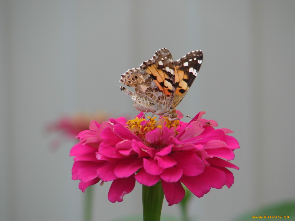 животные, бабочки