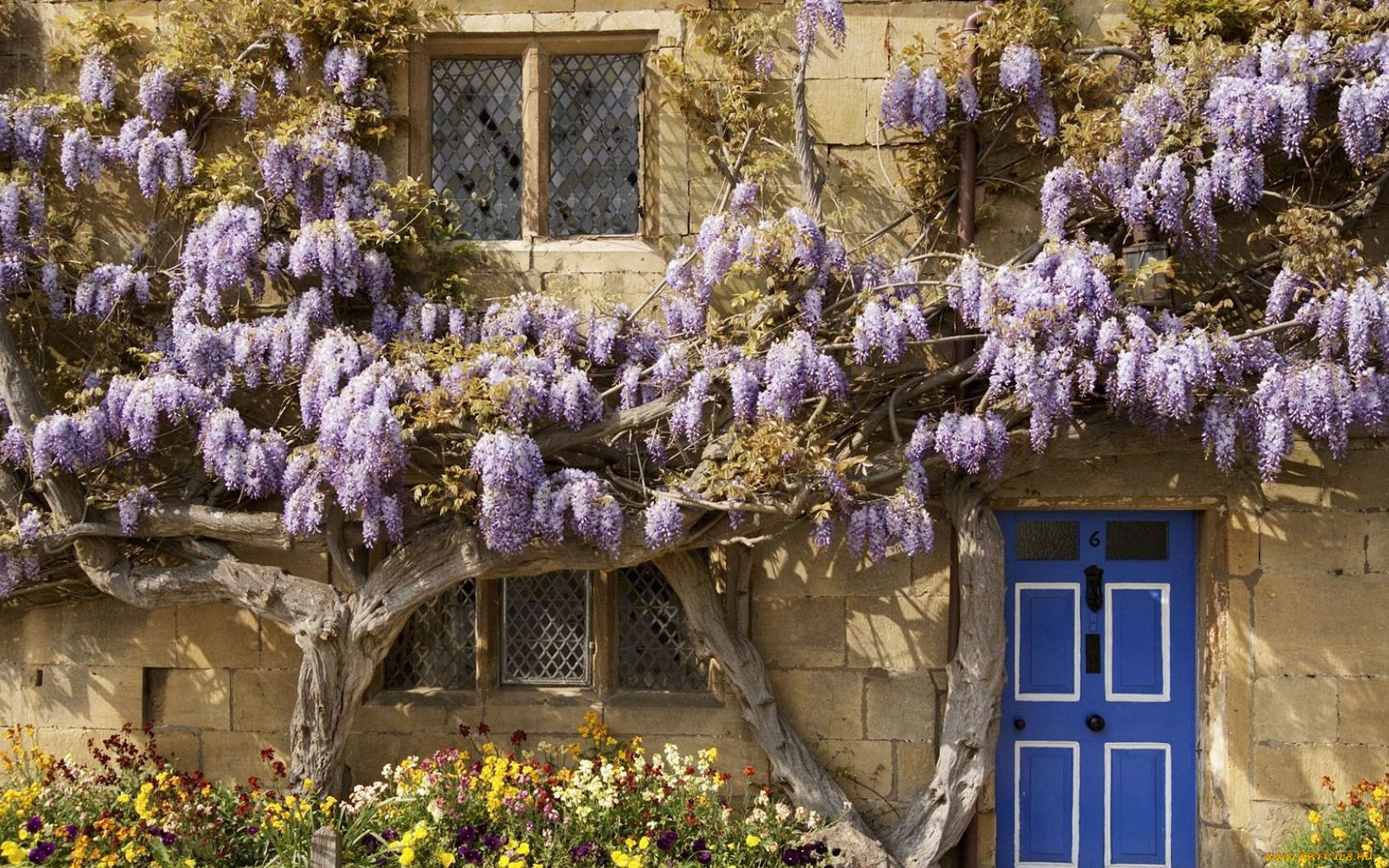 цветы, глициния