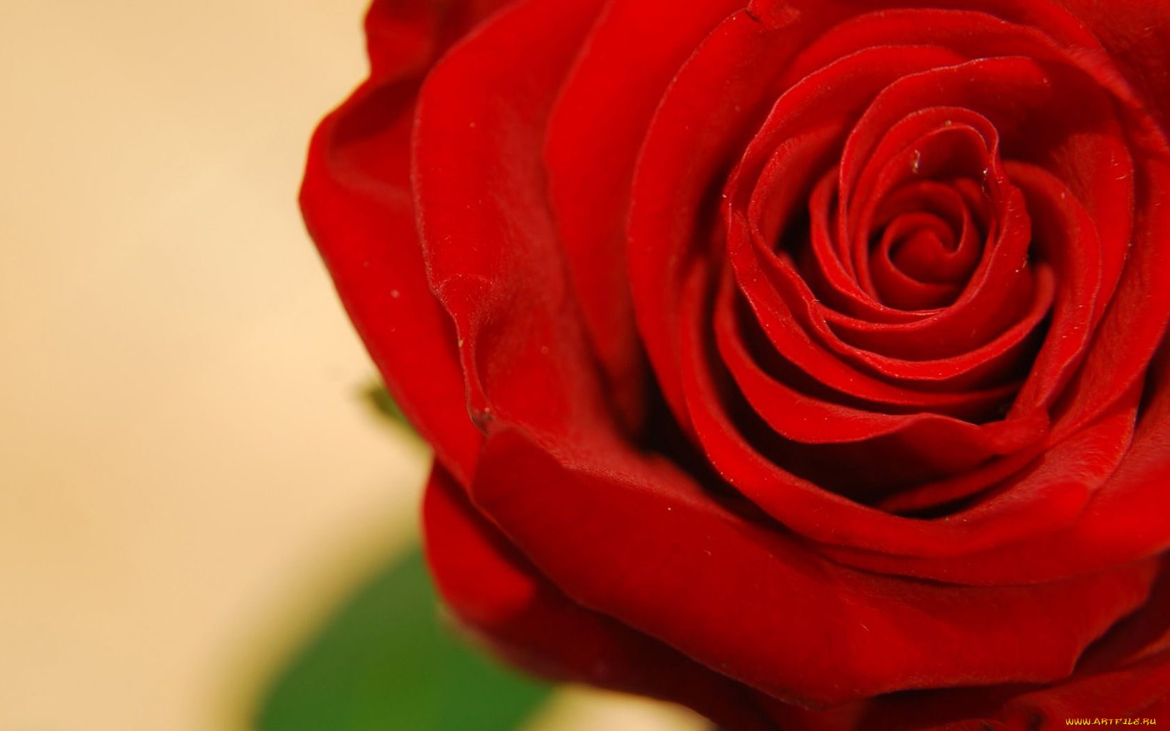 цветы, розы