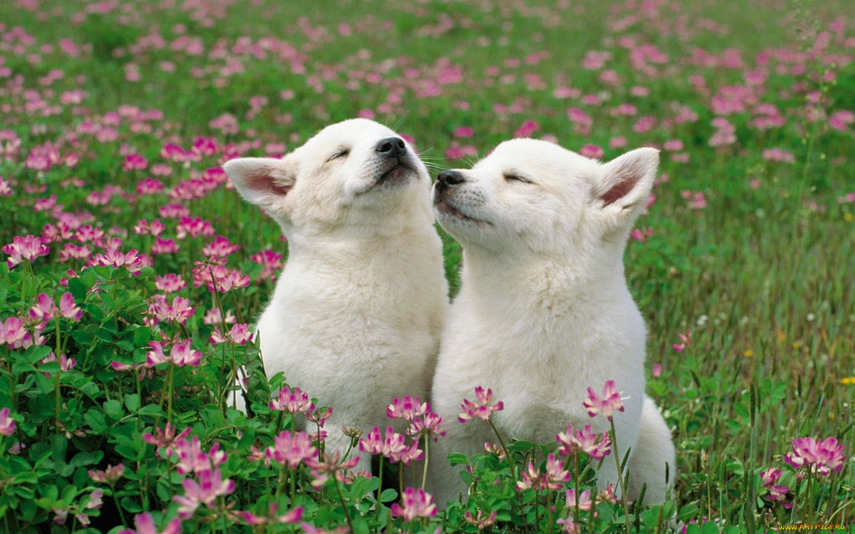 животные, собаки