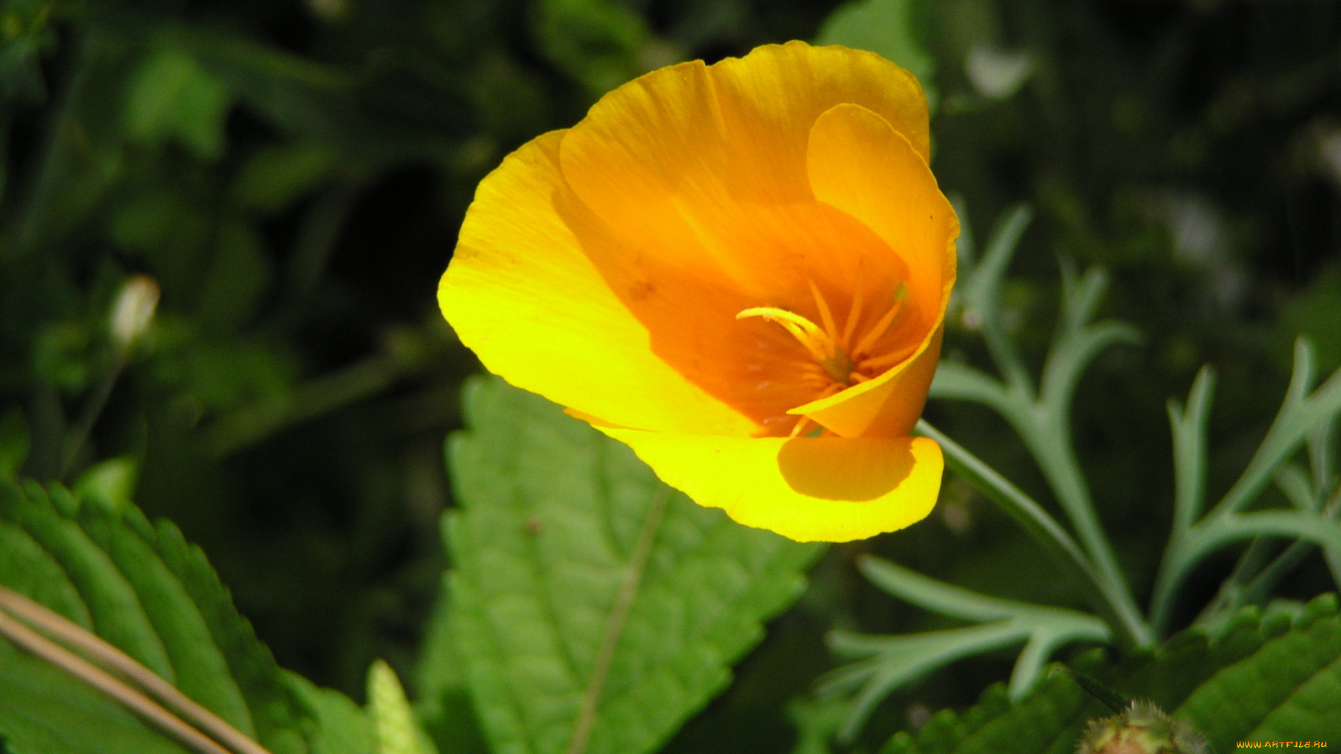 цветы, эшшольция