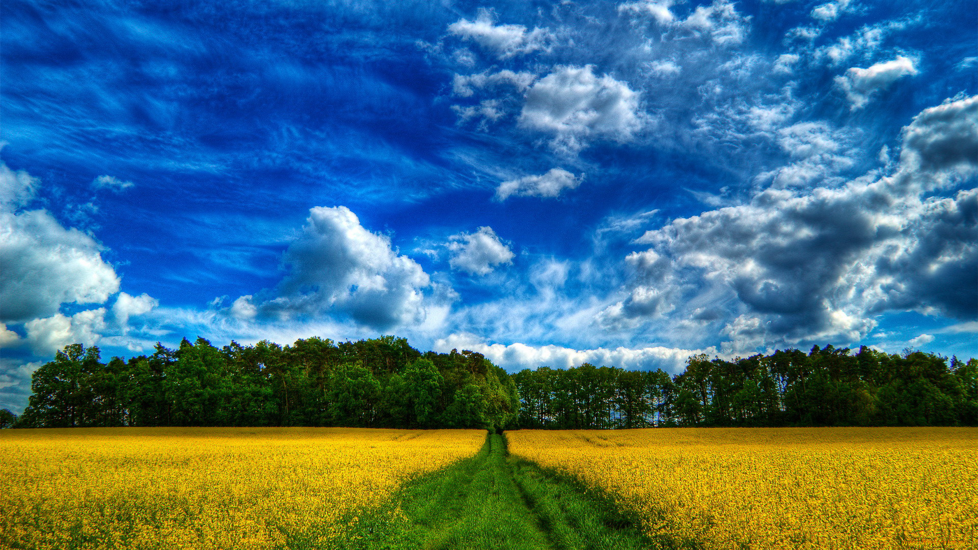 природа, поля