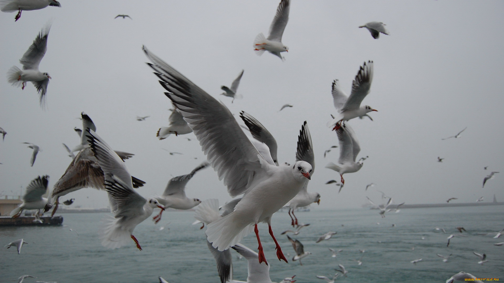 животные, Чайки, бакланы, крачки