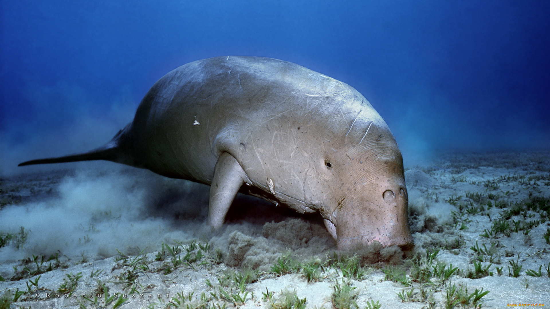животные, морские, коровы, слоны