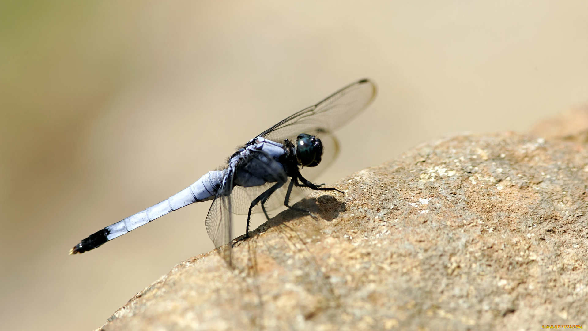 животные, стрекозы