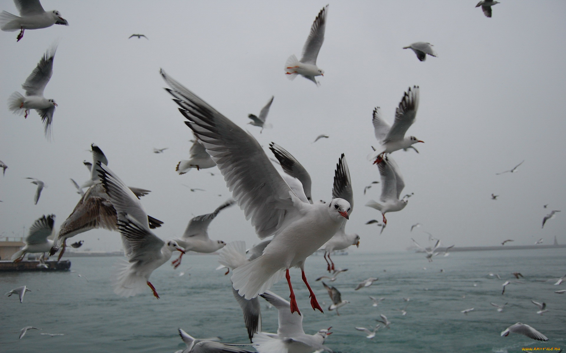 животные, Чайки, бакланы, крачки
