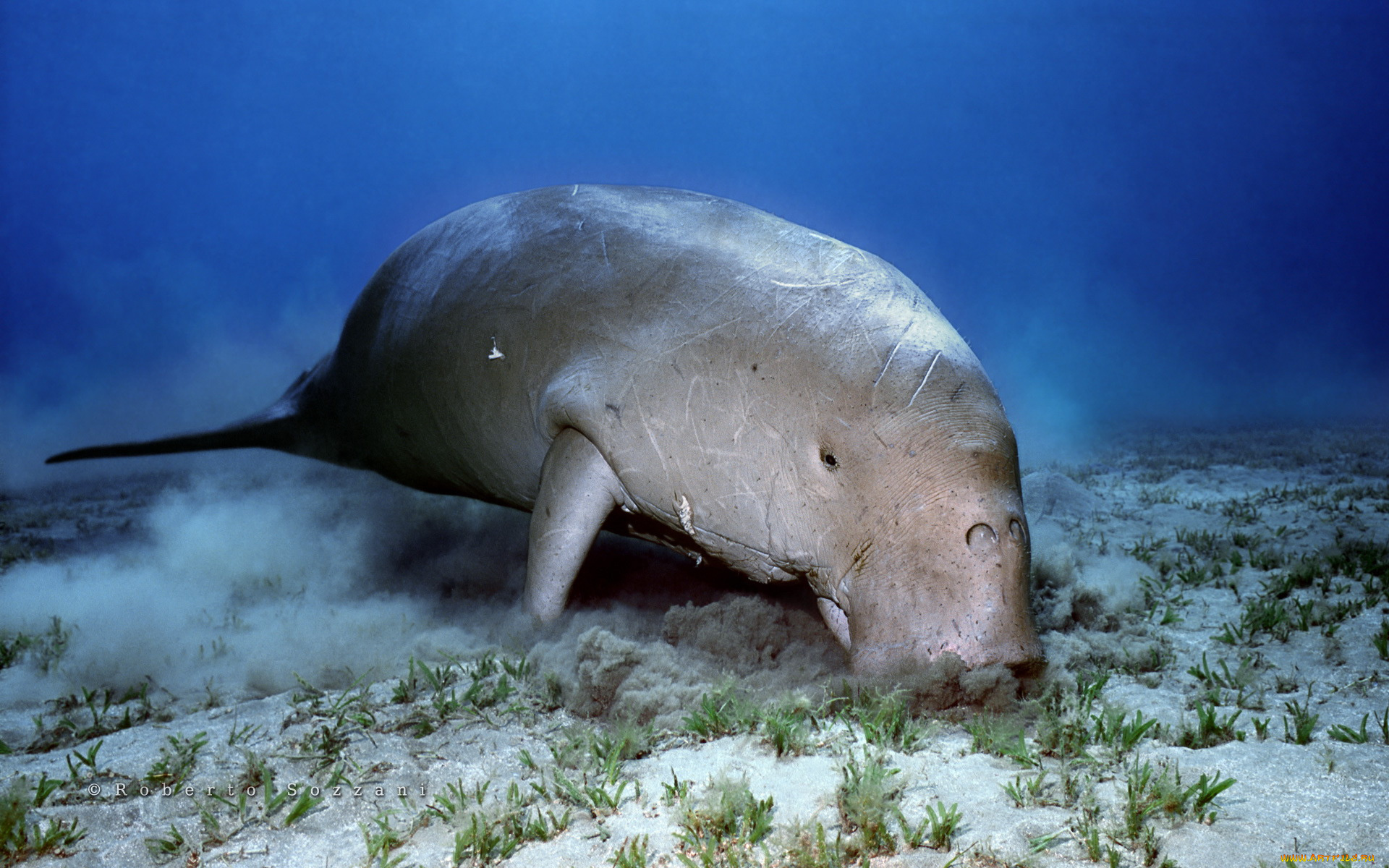 животные, морские, коровы, слоны