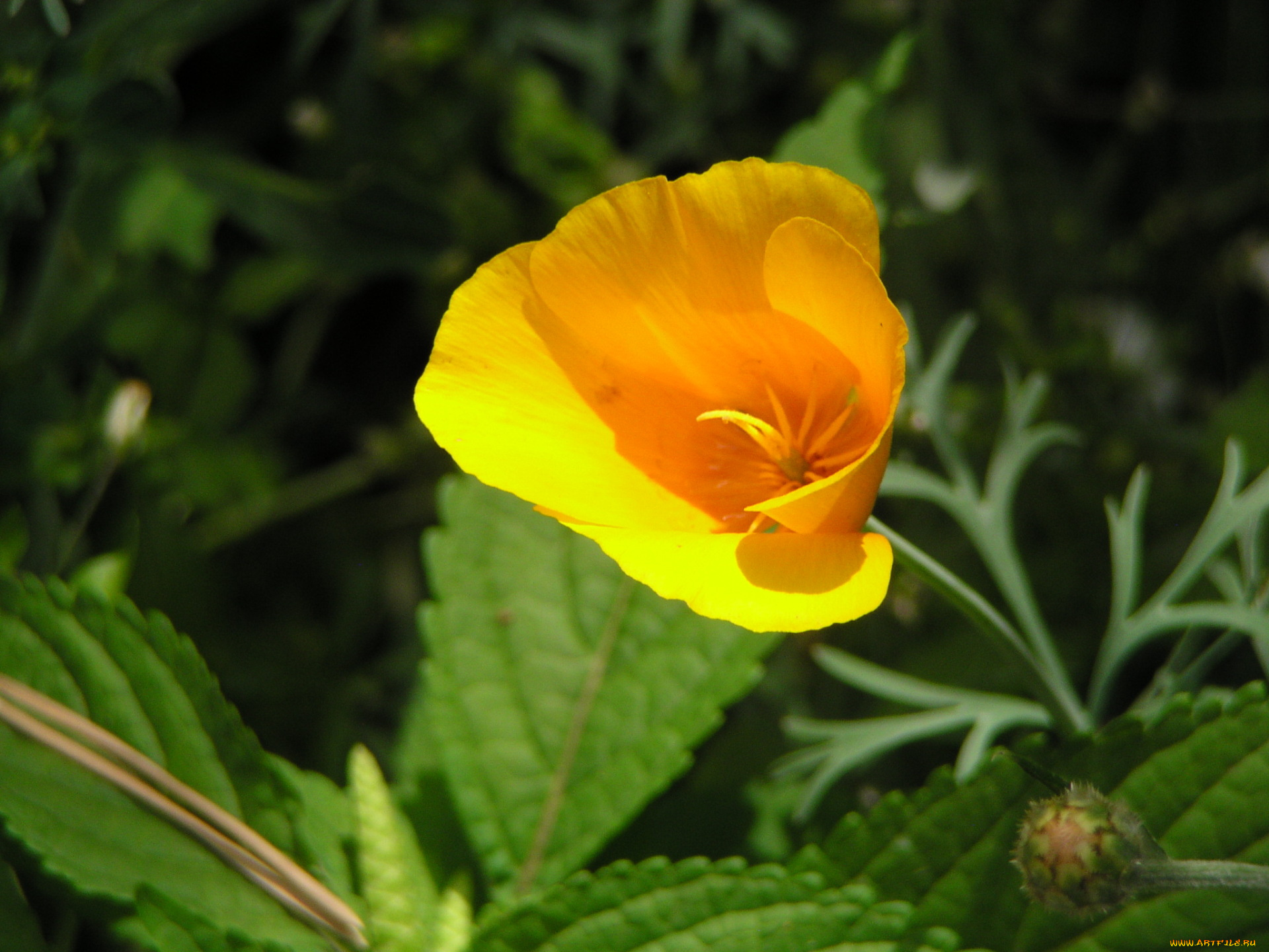 цветы, эшшольция