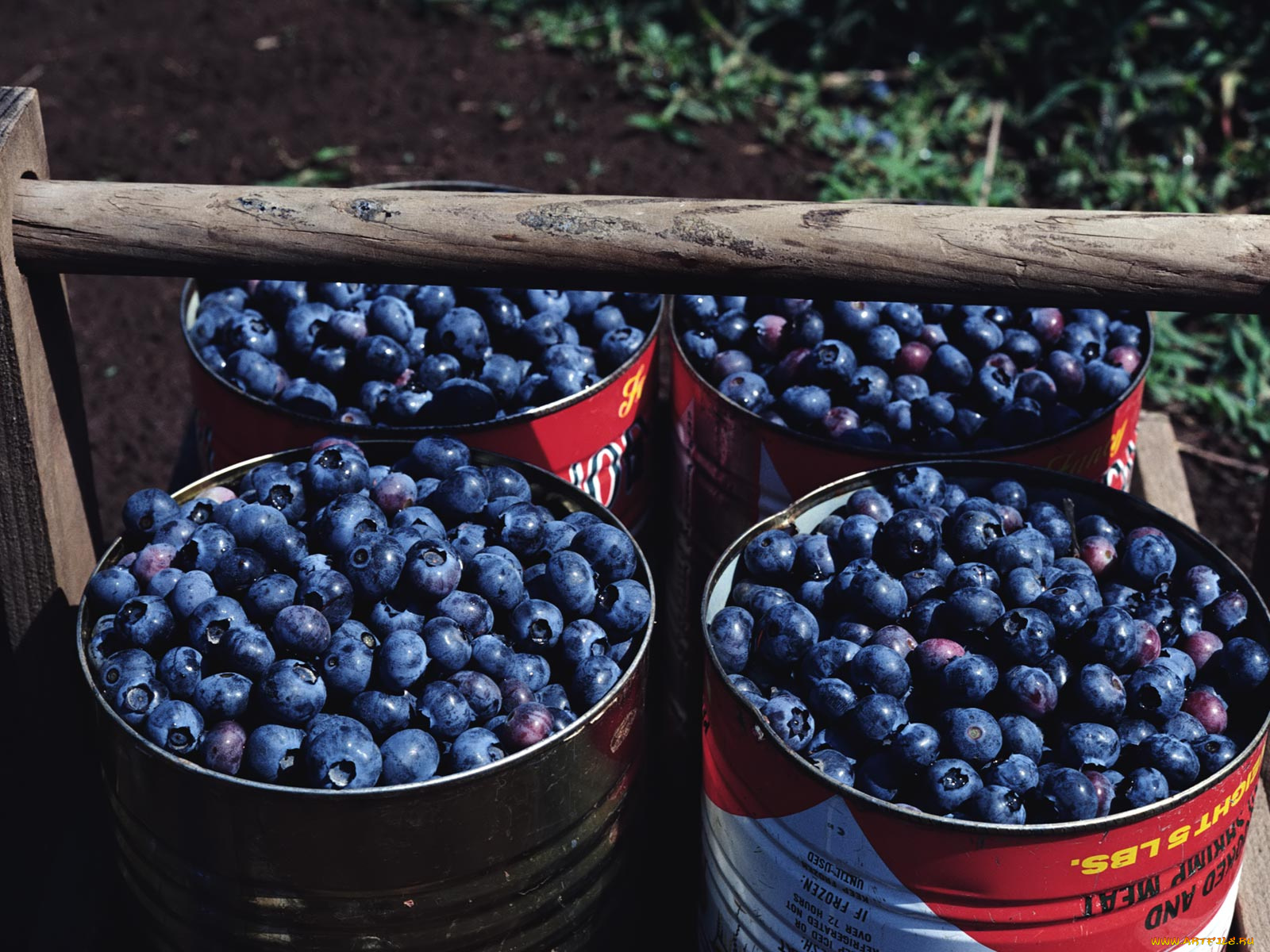 еда, голубика, черника