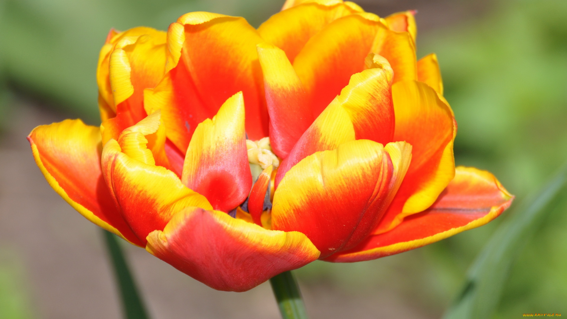 цветы, тюльпаны