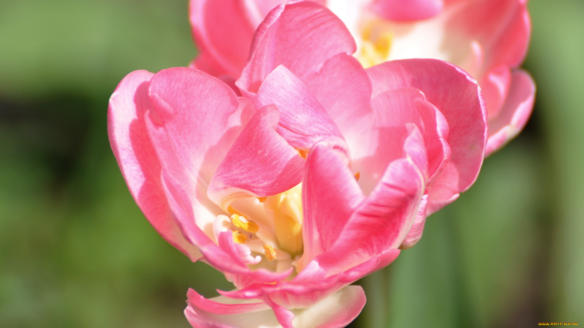 цветы, тюльпаны