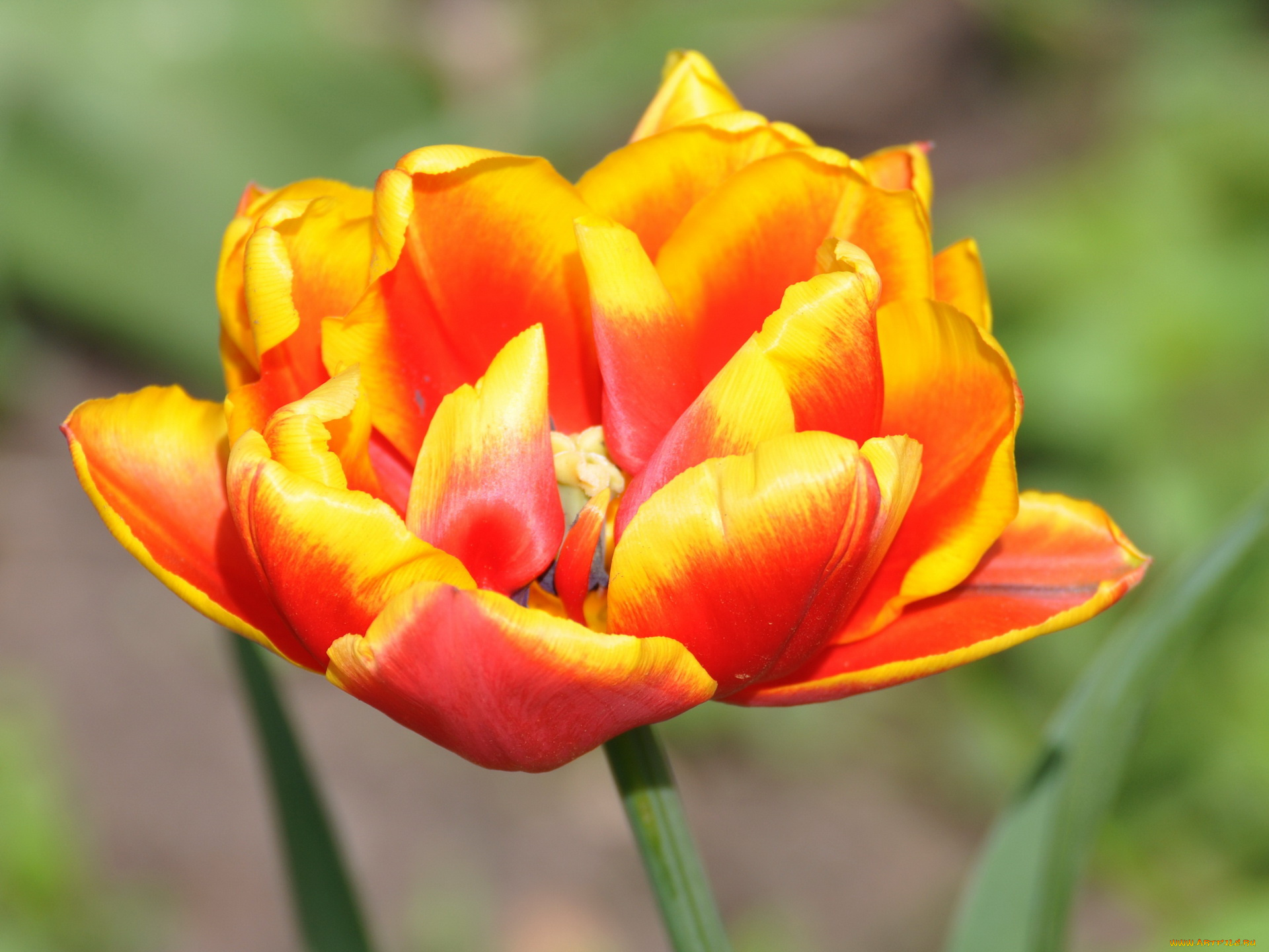 цветы, тюльпаны