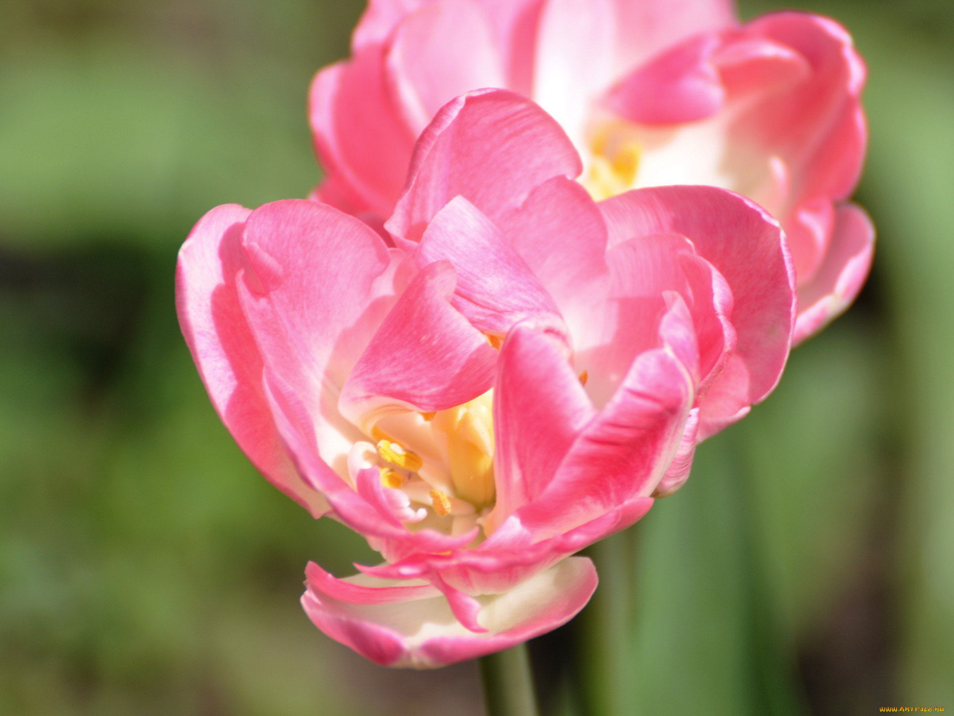 цветы, тюльпаны