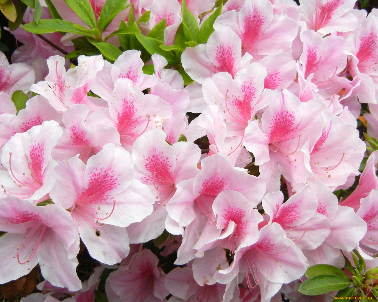цветы, рододендроны, азалии