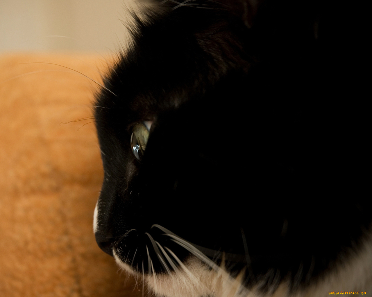 животные, коты