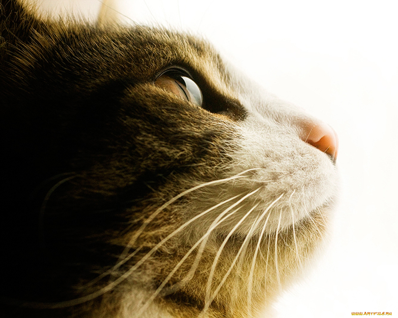 животные, коты