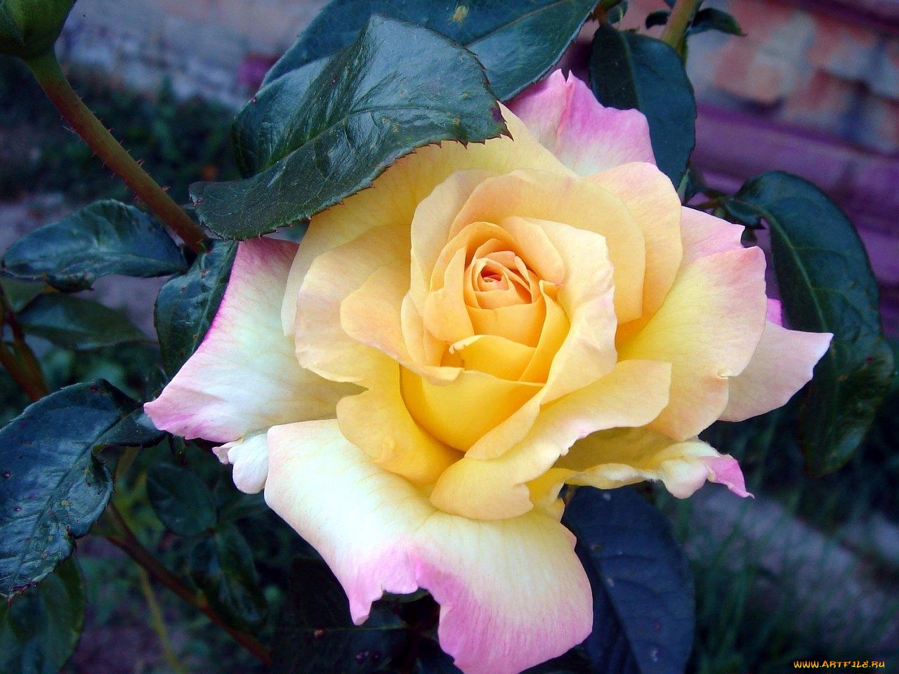 цветы, розы