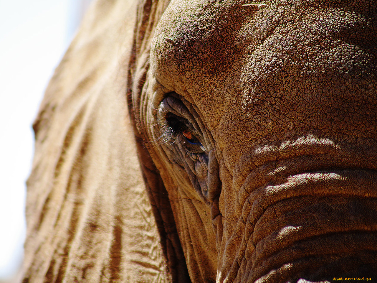животные, слоны