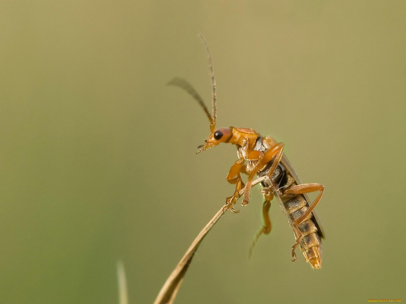 животные, насекомые