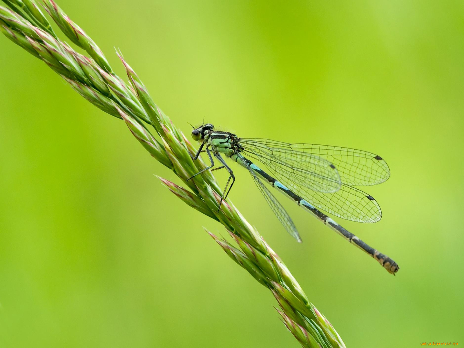 животные, насекомые