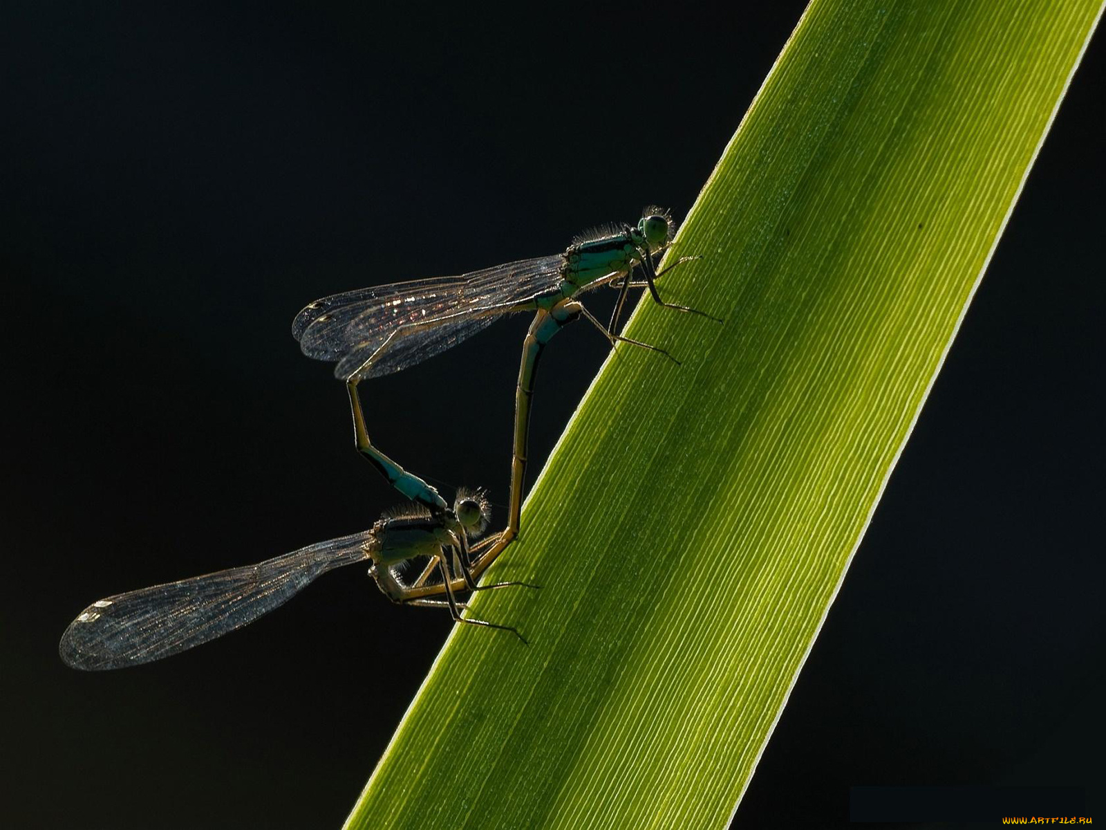 животные, насекомые