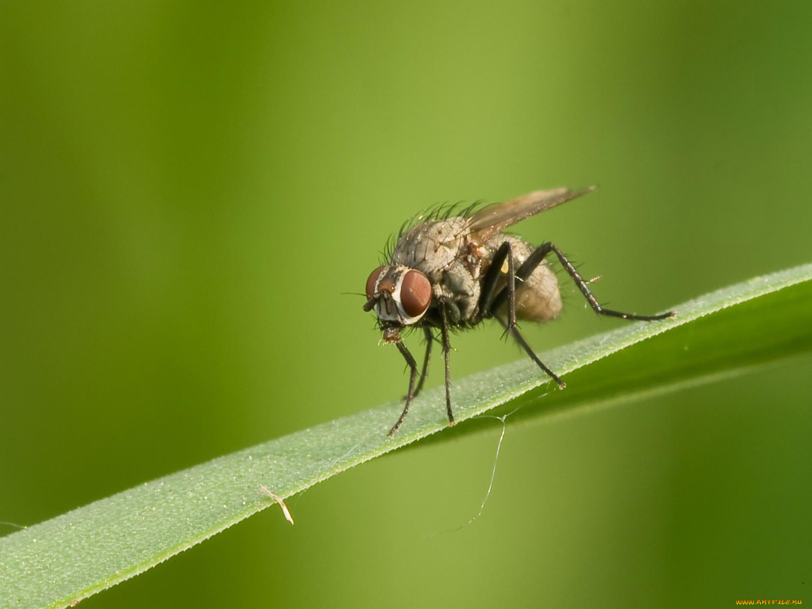 животные, насекомые