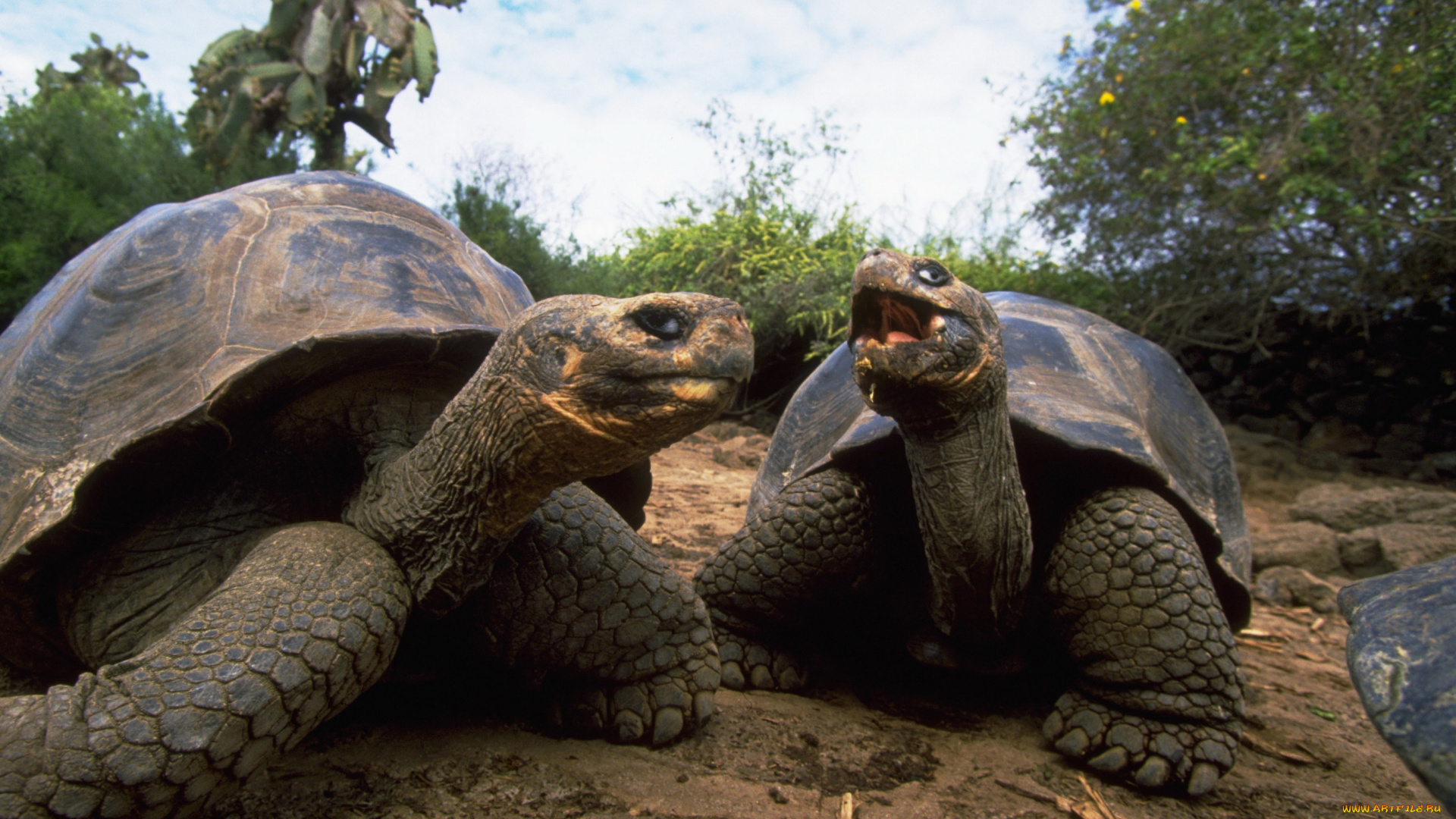 Черепахи, животные